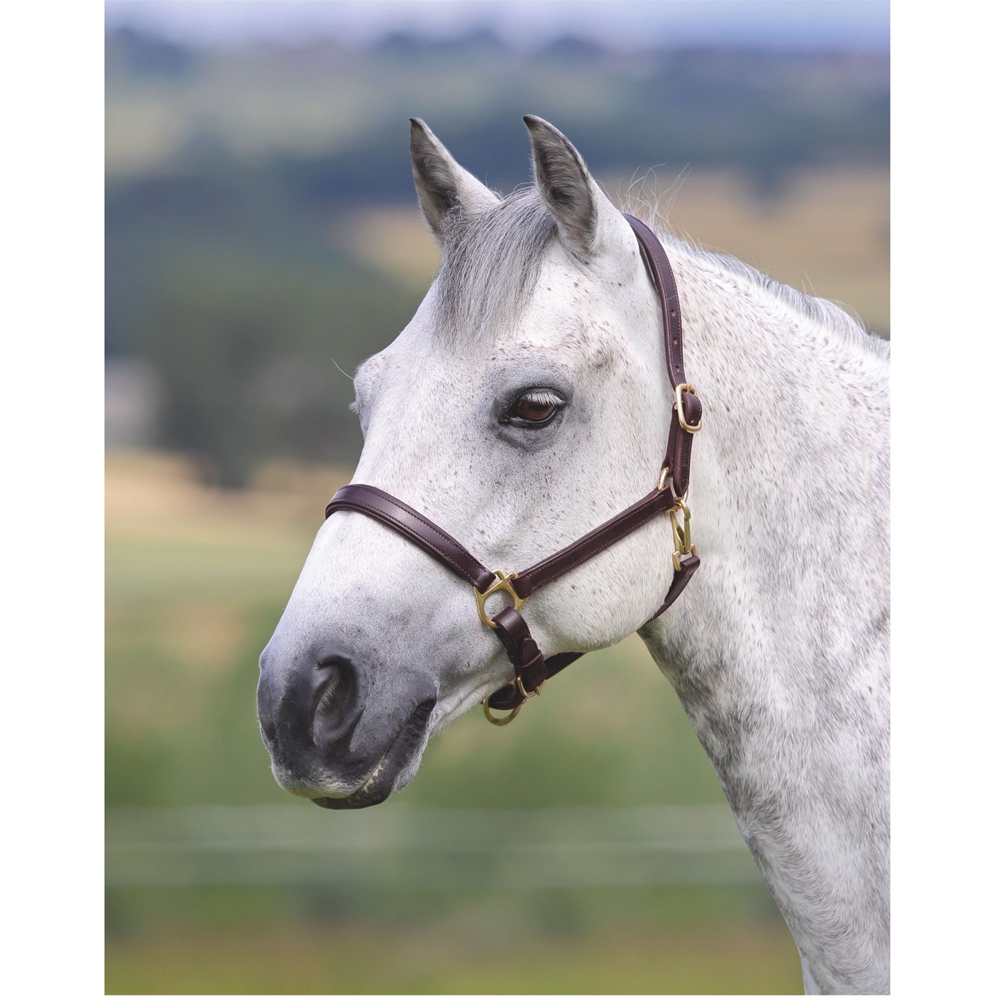 Shires Hav 1715048
